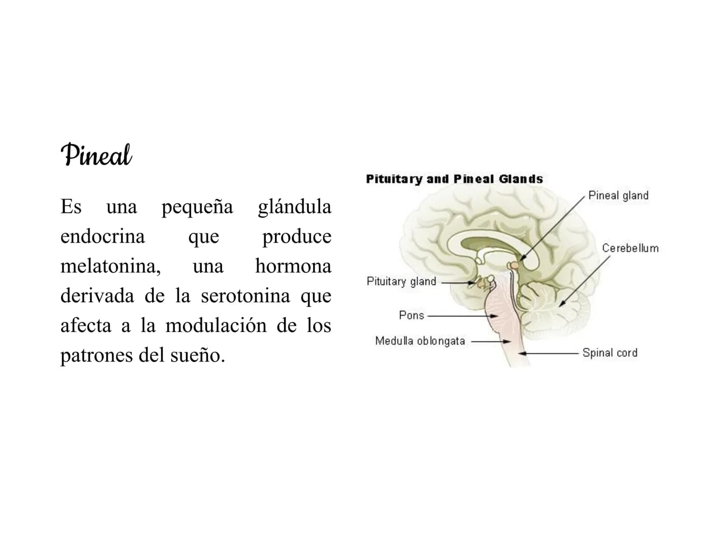 Mesencéfalo
Interviene en el control
de los movimientos
oculares, en el control
de
los músculos
esqueléticos y en los
núcleos del sistema
vi