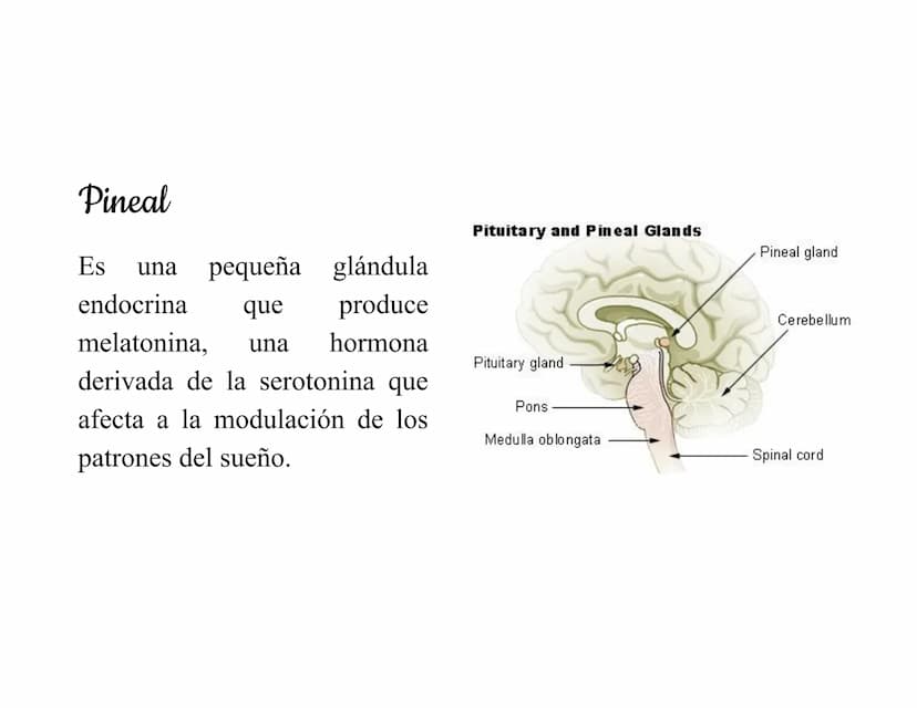 Mesencéfalo
Interviene en el control
de los movimientos
oculares, en el control
de
los músculos
esqueléticos y en los
núcleos del sistema
vi