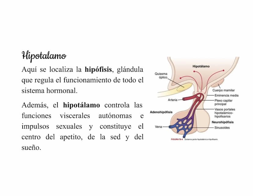 Mesencéfalo
Interviene en el control
de los movimientos
oculares, en el control
de
los músculos
esqueléticos y en los
núcleos del sistema
vi