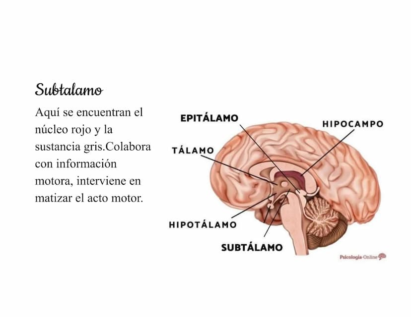 Mesencéfalo
Interviene en el control
de los movimientos
oculares, en el control
de
los músculos
esqueléticos y en los
núcleos del sistema
vi