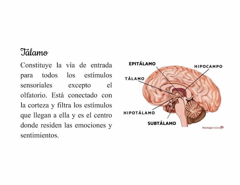 Mesencéfalo
Interviene en el control
de los movimientos
oculares, en el control
de
los músculos
esqueléticos y en los
núcleos del sistema
vi