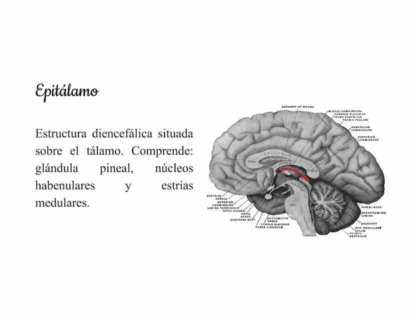 Mesencéfalo
Interviene en el control
de los movimientos
oculares, en el control
de
los músculos
esqueléticos y en los
núcleos del sistema
vi
