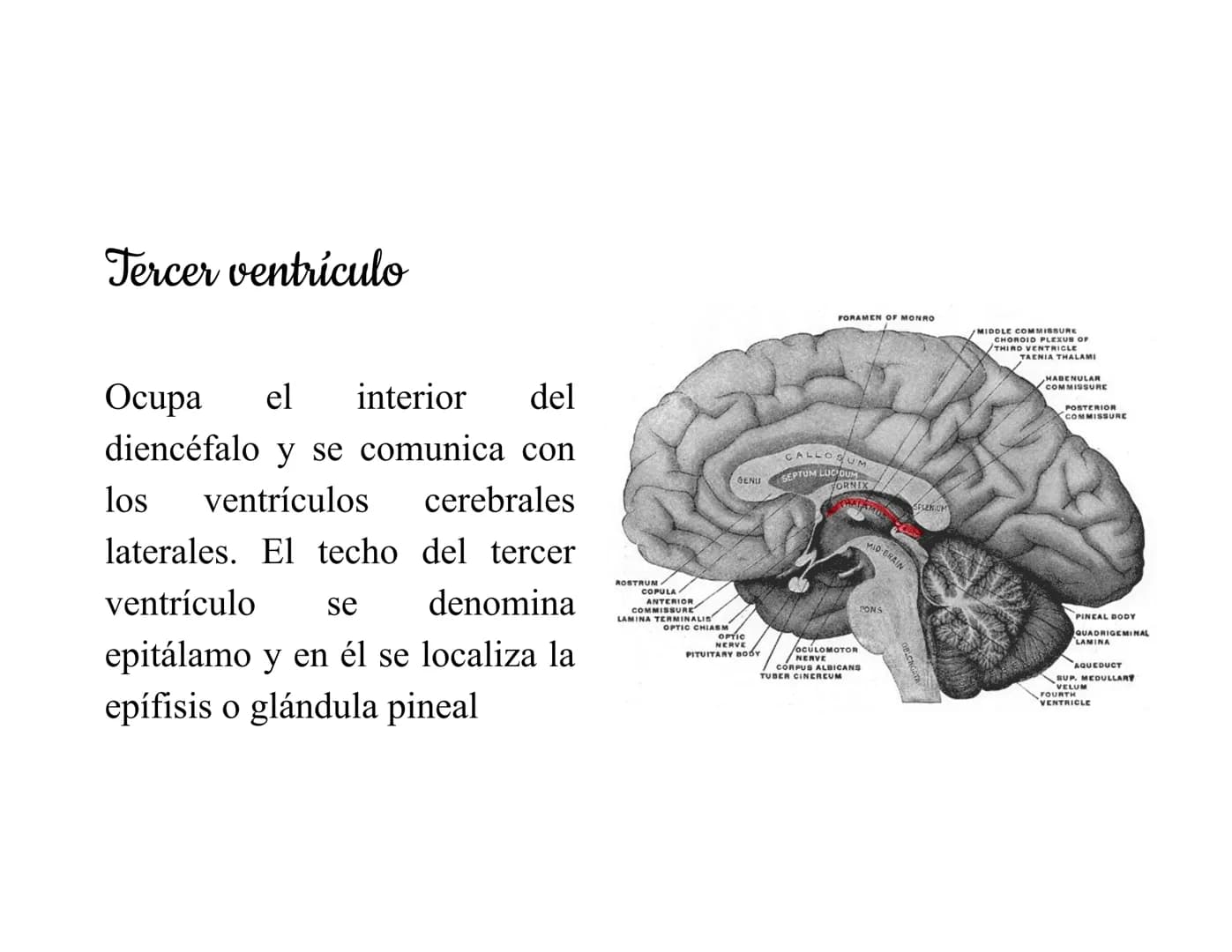 Mesencéfalo
Interviene en el control
de los movimientos
oculares, en el control
de
los músculos
esqueléticos y en los
núcleos del sistema
vi