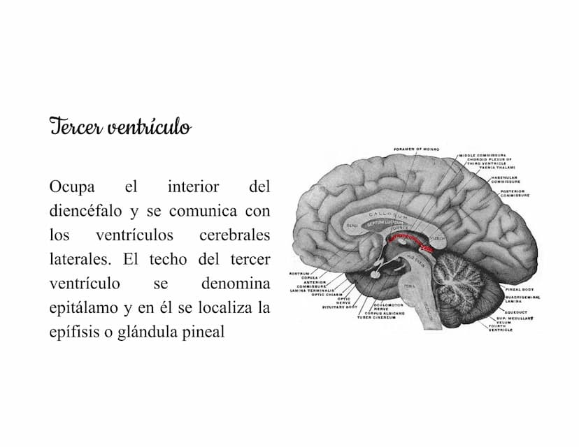 Mesencéfalo
Interviene en el control
de los movimientos
oculares, en el control
de
los músculos
esqueléticos y en los
núcleos del sistema
vi