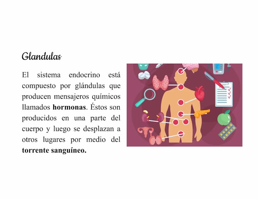 Mesencéfalo
Interviene en el control
de los movimientos
oculares, en el control
de
los músculos
esqueléticos y en los
núcleos del sistema
vi
