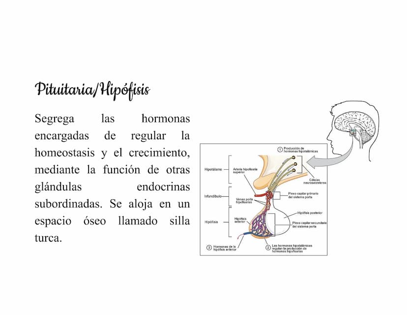 Mesencéfalo
Interviene en el control
de los movimientos
oculares, en el control
de
los músculos
esqueléticos y en los
núcleos del sistema
vi