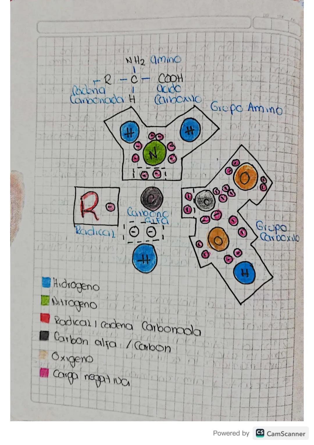 Aminoacidos Son los Componentes basicas de 205
proteinas, es una molecula organica que sirve como
Onidad basica de las proteinas, Contiene u