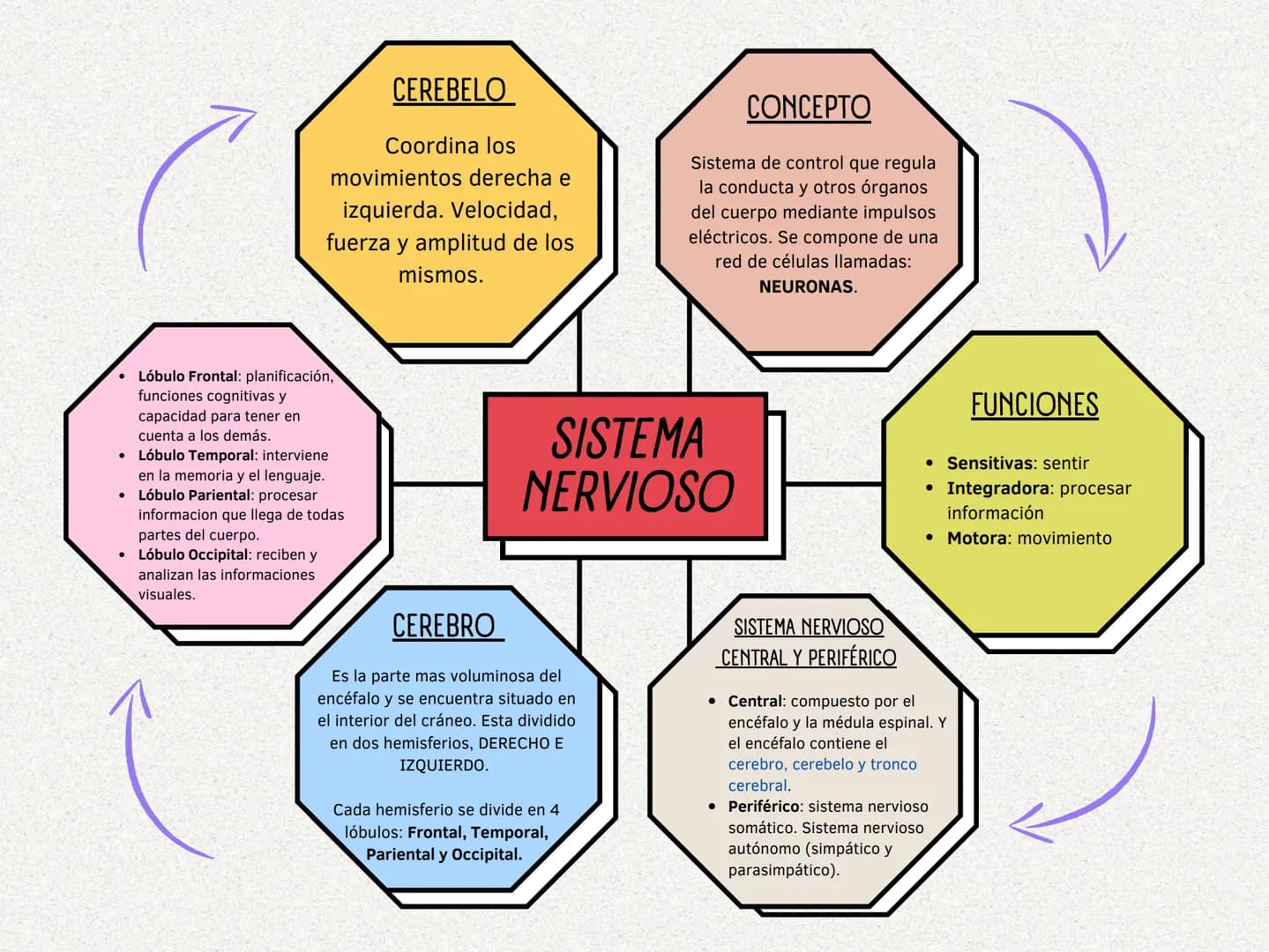CEREBELO
Coordina los
movimientos derecha e
izquierda. Velocidad,
fuerza y amplitud de los
mismos.
CONCEPTO
Sistema de control que regula
la