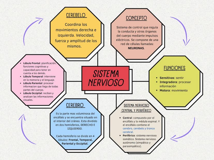 CEREBELO
Coordina los
movimientos derecha e
izquierda. Velocidad,
fuerza y amplitud de los
mismos.
CONCEPTO
Sistema de control que regula
la