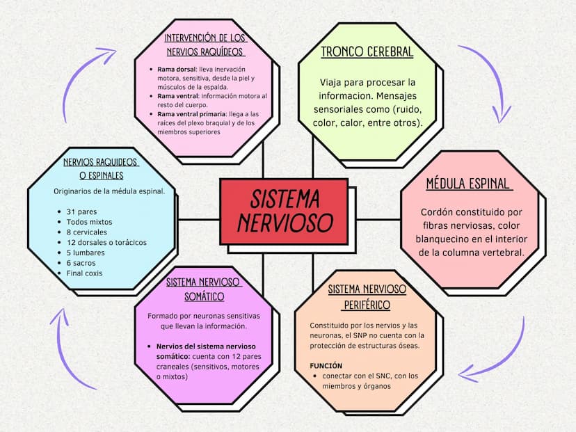 CEREBELO
Coordina los
movimientos derecha e
izquierda. Velocidad,
fuerza y amplitud de los
mismos.
CONCEPTO
Sistema de control que regula
la