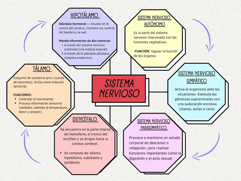CEREBELO
Coordina los
movimientos derecha e
izquierda. Velocidad,
fuerza y amplitud de los
mismos.
CONCEPTO
Sistema de control que regula
la