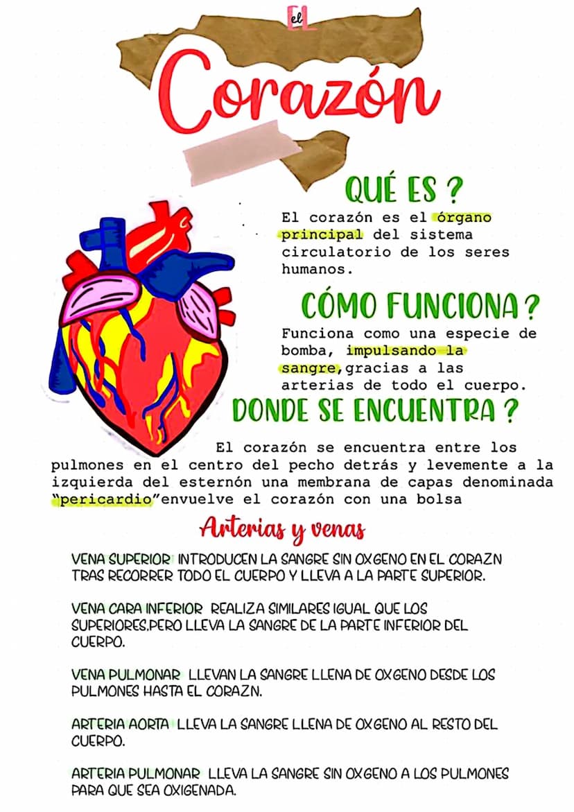 el
Corazón
QUÉ ES?
El corazón es el órgano
principal del sistema
circulatorio de los seres
humanos.
CÓMO FUNCIONA?
Funciona como una especie