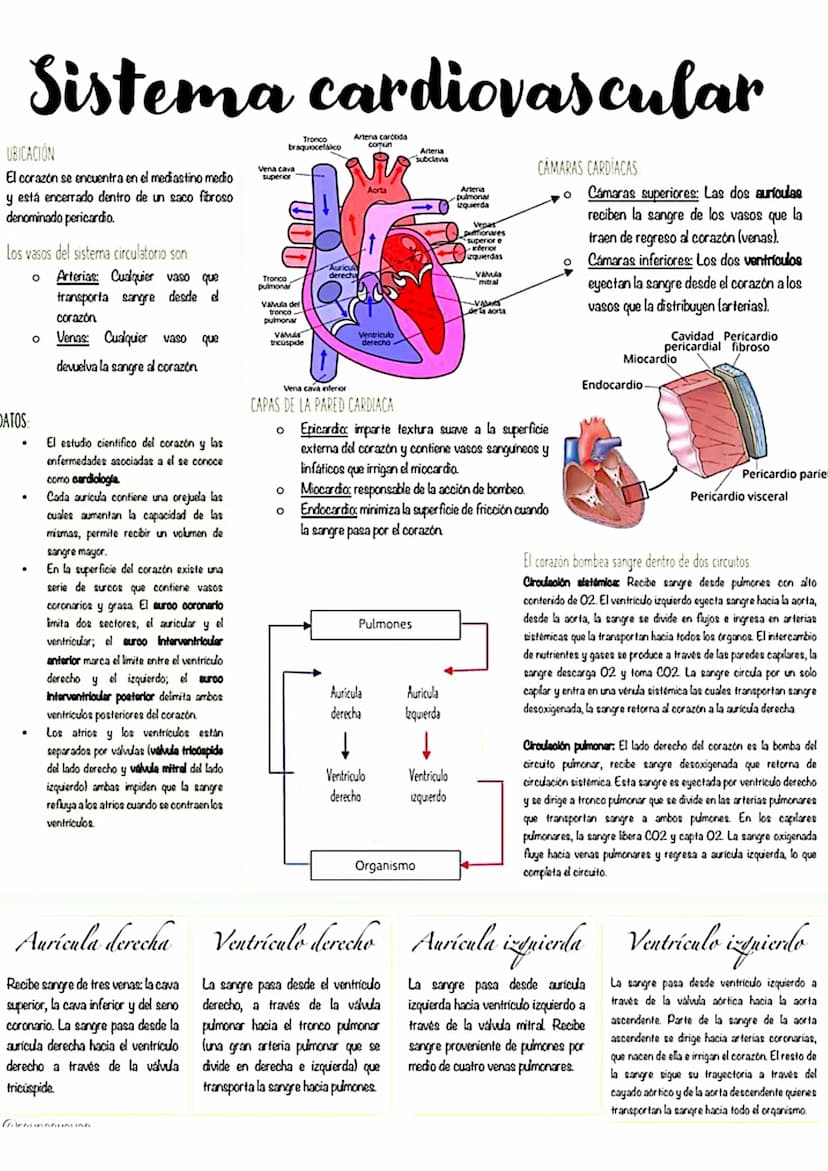 el
Corazón
QUÉ ES?
El corazón es el órgano
principal del sistema
circulatorio de los seres
humanos.
CÓMO FUNCIONA?
Funciona como una especie