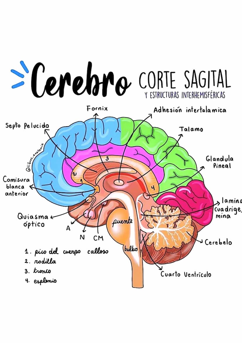 el
Corazón
QUÉ ES?
El corazón es el órgano
principal del sistema
circulatorio de los seres
humanos.
CÓMO FUNCIONA?
Funciona como una especie