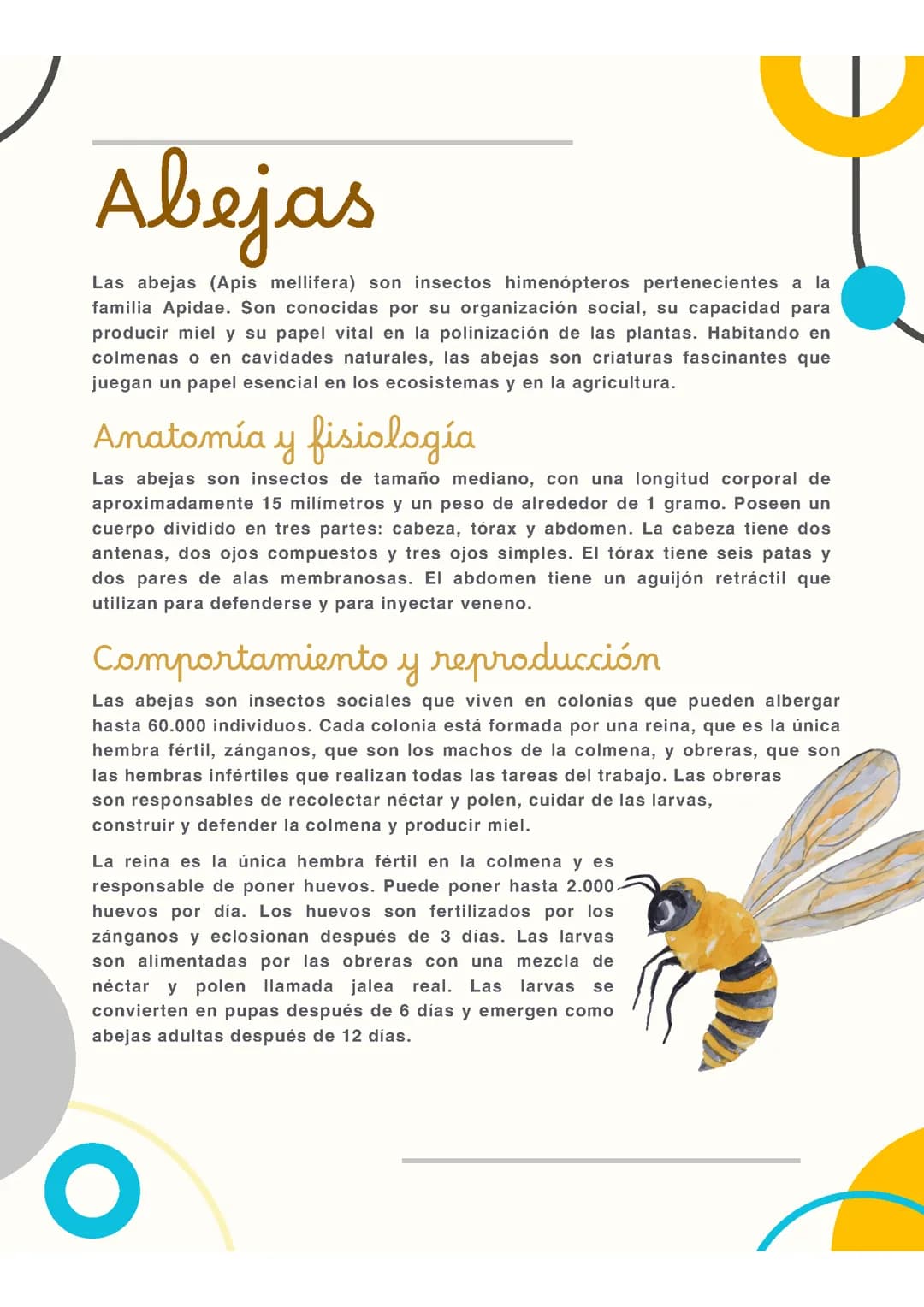Abejas