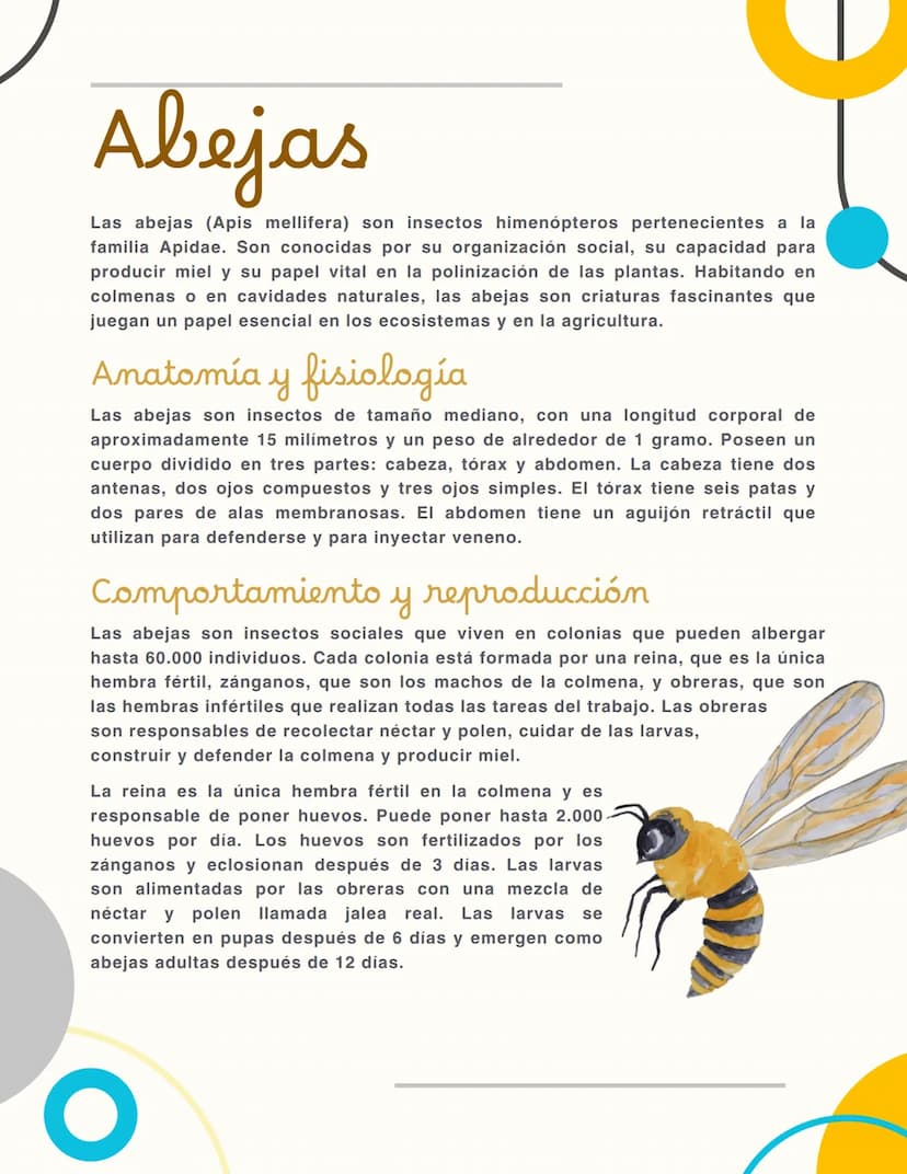 Abejas
Las abejas (Apis mellifera) son insectos himenópteros pertenecientes a la
familia Apidae. Son conocidas por su organización social, s