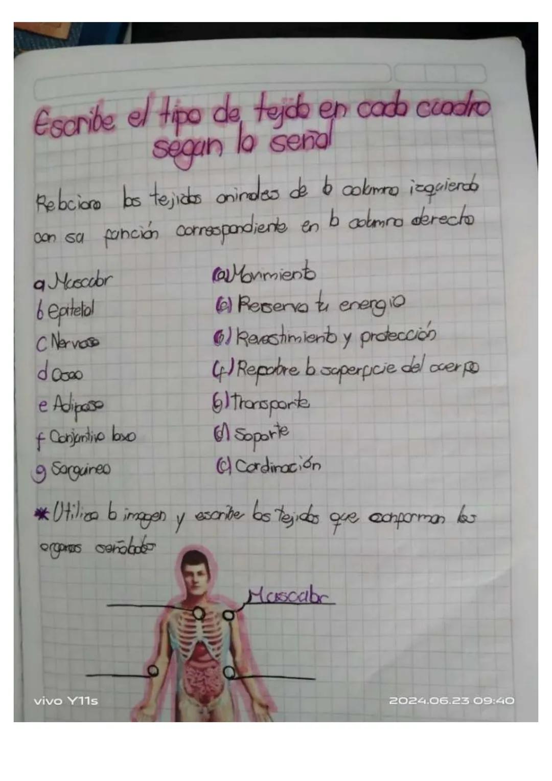 Y11s
Unidad 6
Las tejidos en las animals
los tejidos animales
son grapes
88N
de cebles
especializados
en fanciones especificos en
diperens
l