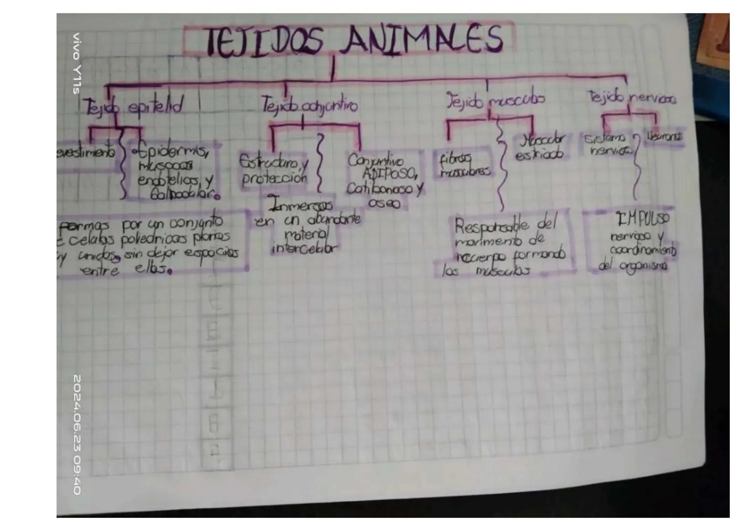 Y11s
Unidad 6
Las tejidos en las animals
los tejidos animales
son grapes
88N
de cebles
especializados
en fanciones especificos en
diperens
l