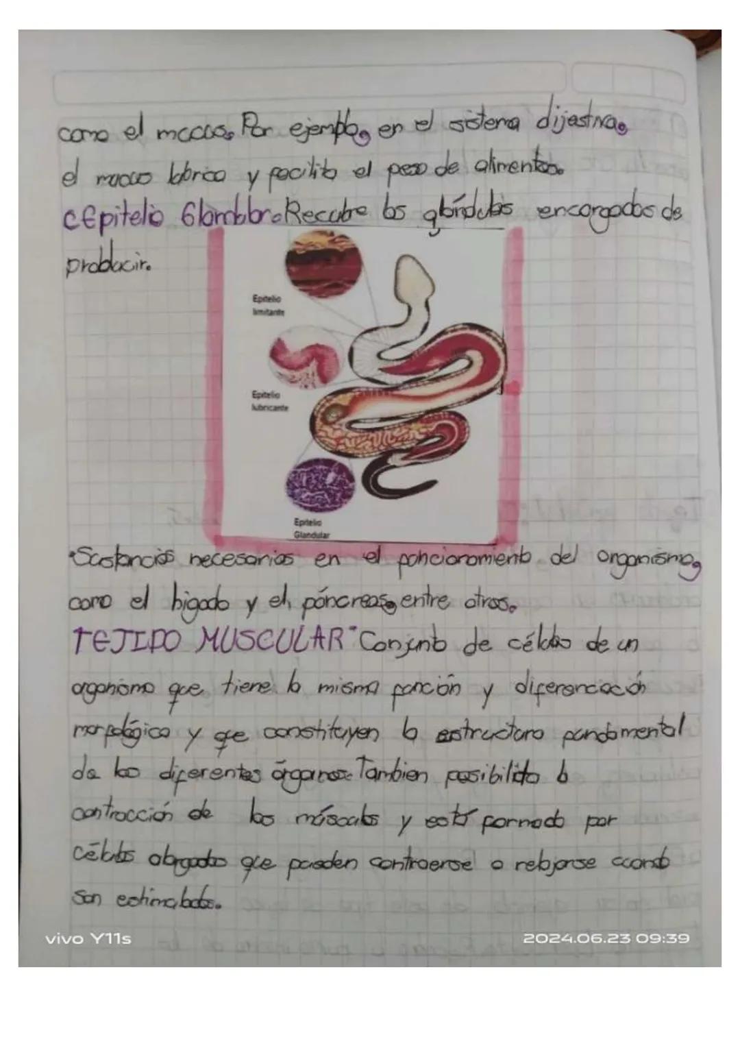 Y11s
Unidad 6
Las tejidos en las animals
los tejidos animales
son grapes
88N
de cebles
especializados
en fanciones especificos en
diperens
l