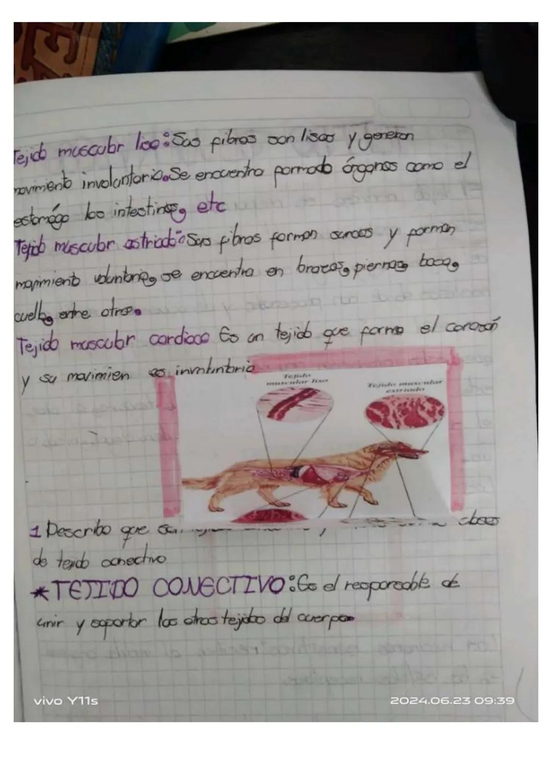 Y11s
Unidad 6
Las tejidos en las animals
los tejidos animales
son grapes
88N
de cebles
especializados
en fanciones especificos en
diperens
l