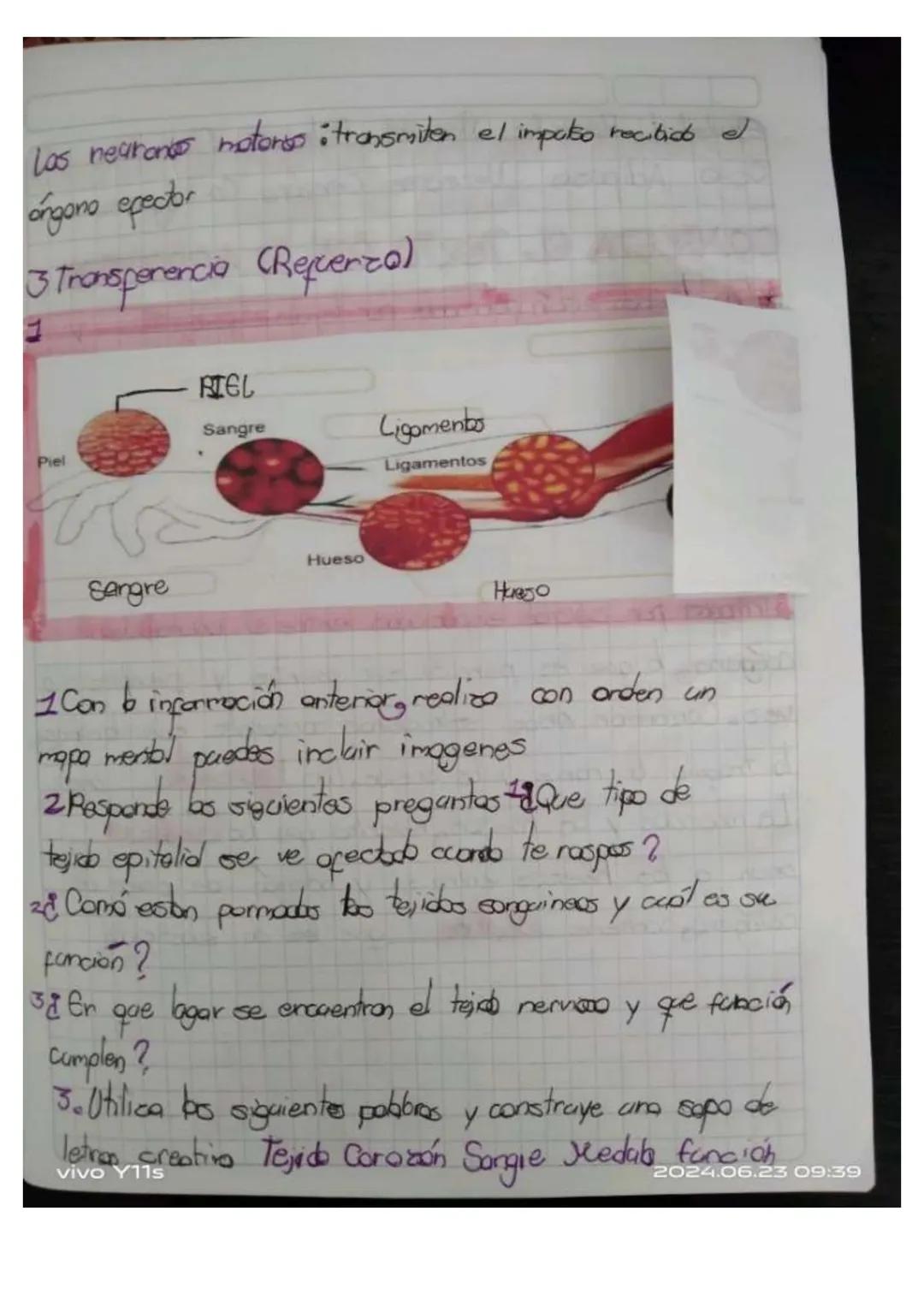 Y11s
Unidad 6
Las tejidos en las animals
los tejidos animales
son grapes
88N
de cebles
especializados
en fanciones especificos en
diperens
l