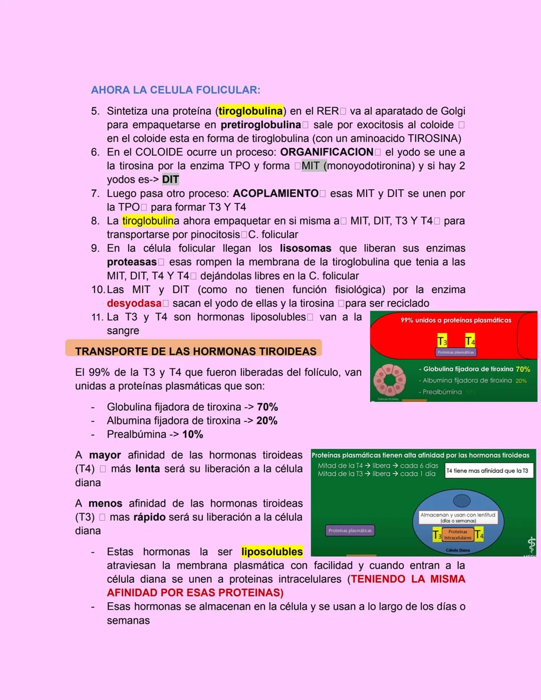 GLÁNDULA TIROIDES
Esta glándula esta ubicada debajo de laringe y a los lados de la tráquea
• Es grande, pesa de 15-20g en adultos
•
principa