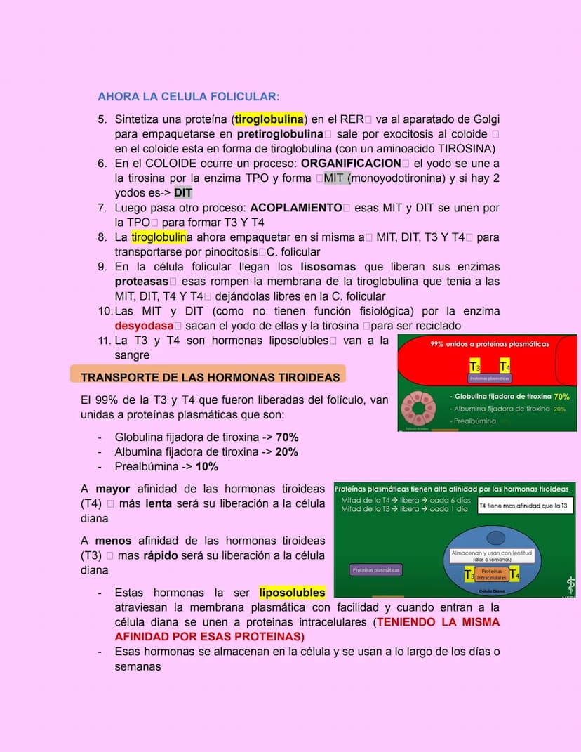 GLÁNDULA TIROIDES
Esta glándula esta ubicada debajo de laringe y a los lados de la tráquea
• Es grande, pesa de 15-20g en adultos
•
principa