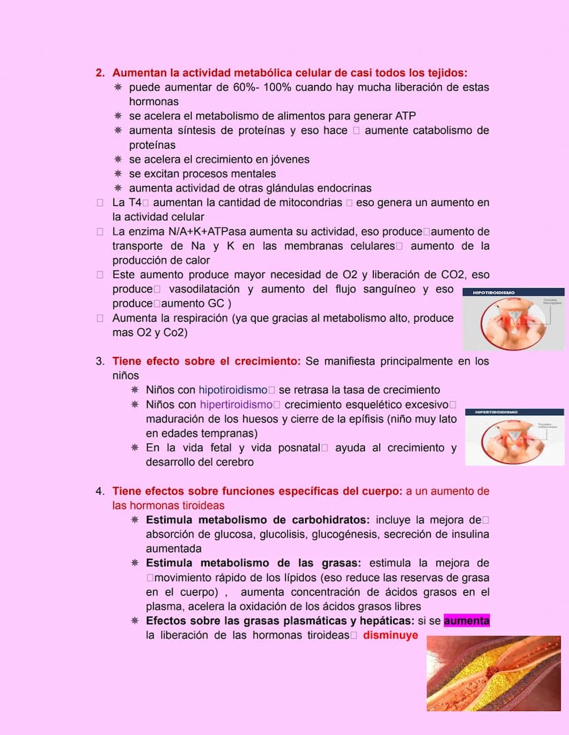 GLÁNDULA TIROIDES
Esta glándula esta ubicada debajo de laringe y a los lados de la tráquea
• Es grande, pesa de 15-20g en adultos
•
principa