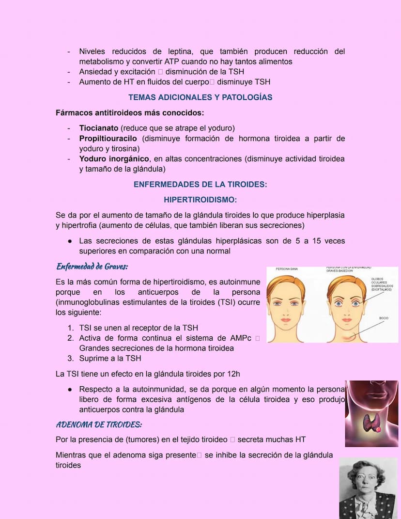 GLÁNDULA TIROIDES
Esta glándula esta ubicada debajo de laringe y a los lados de la tráquea
• Es grande, pesa de 15-20g en adultos
•
principa