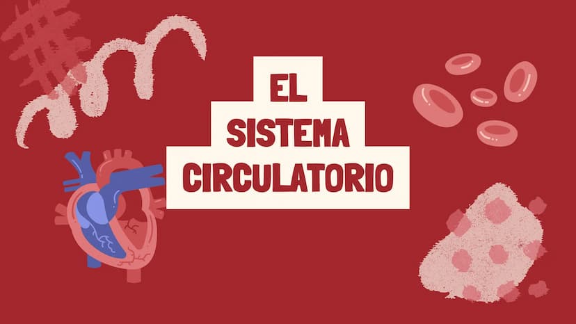 m
EL
SISTEMA
CIRCULATORIO Funciones del sistema circulatorio
• Transporte de oxígeno
•Transporte de nutrientes
•
.
• Transporte de hormonas
