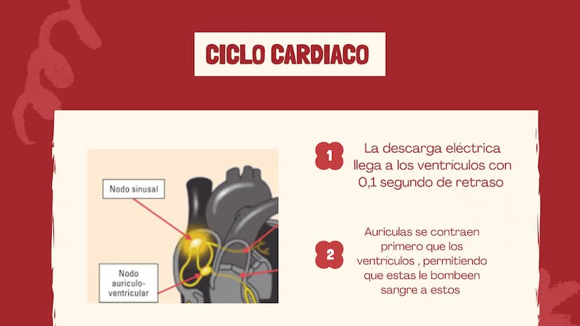 m
EL
SISTEMA
CIRCULATORIO Funciones del sistema circulatorio
• Transporte de oxígeno
•Transporte de nutrientes
•
.
• Transporte de hormonas
