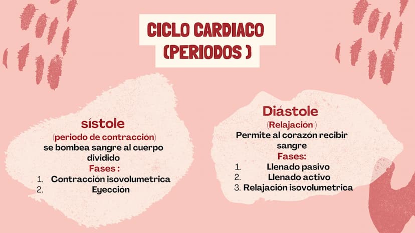 m
EL
SISTEMA
CIRCULATORIO Funciones del sistema circulatorio
• Transporte de oxígeno
•Transporte de nutrientes
•
.
• Transporte de hormonas
