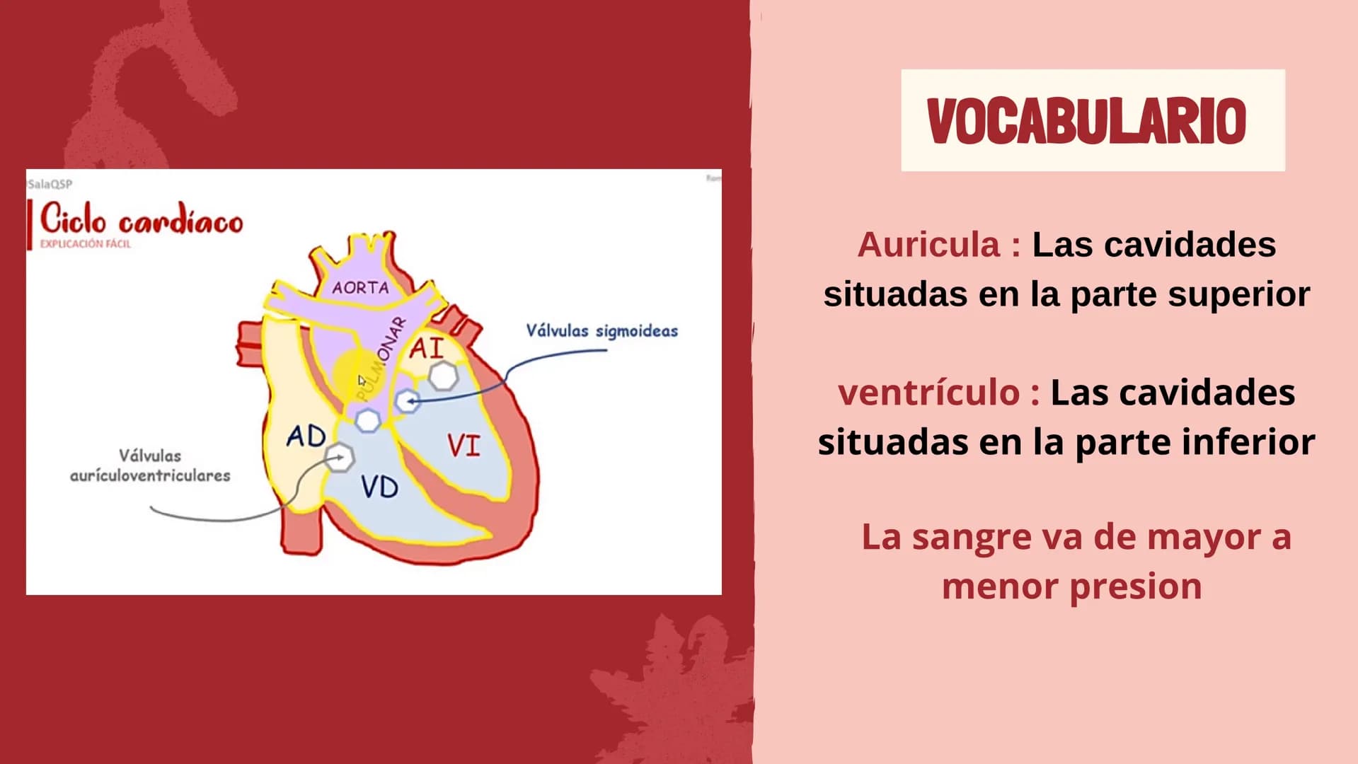 m
EL
SISTEMA
CIRCULATORIO Funciones del sistema circulatorio
• Transporte de oxígeno
•Transporte de nutrientes
•
.
• Transporte de hormonas
