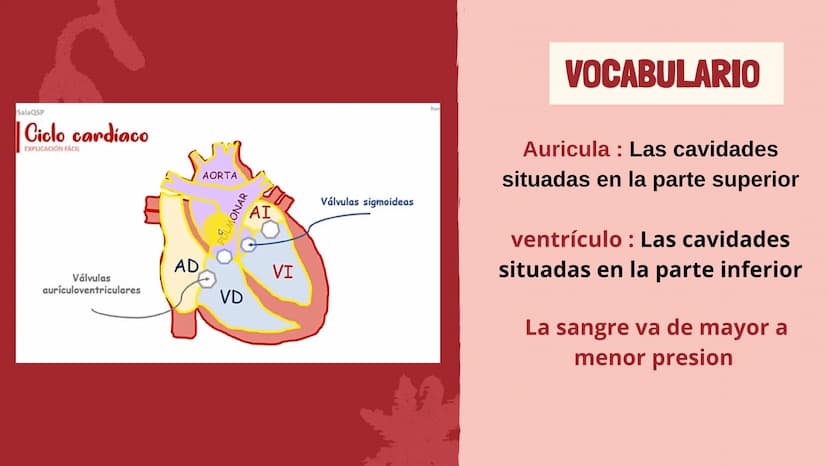 m
EL
SISTEMA
CIRCULATORIO Funciones del sistema circulatorio
• Transporte de oxígeno
•Transporte de nutrientes
•
.
• Transporte de hormonas
