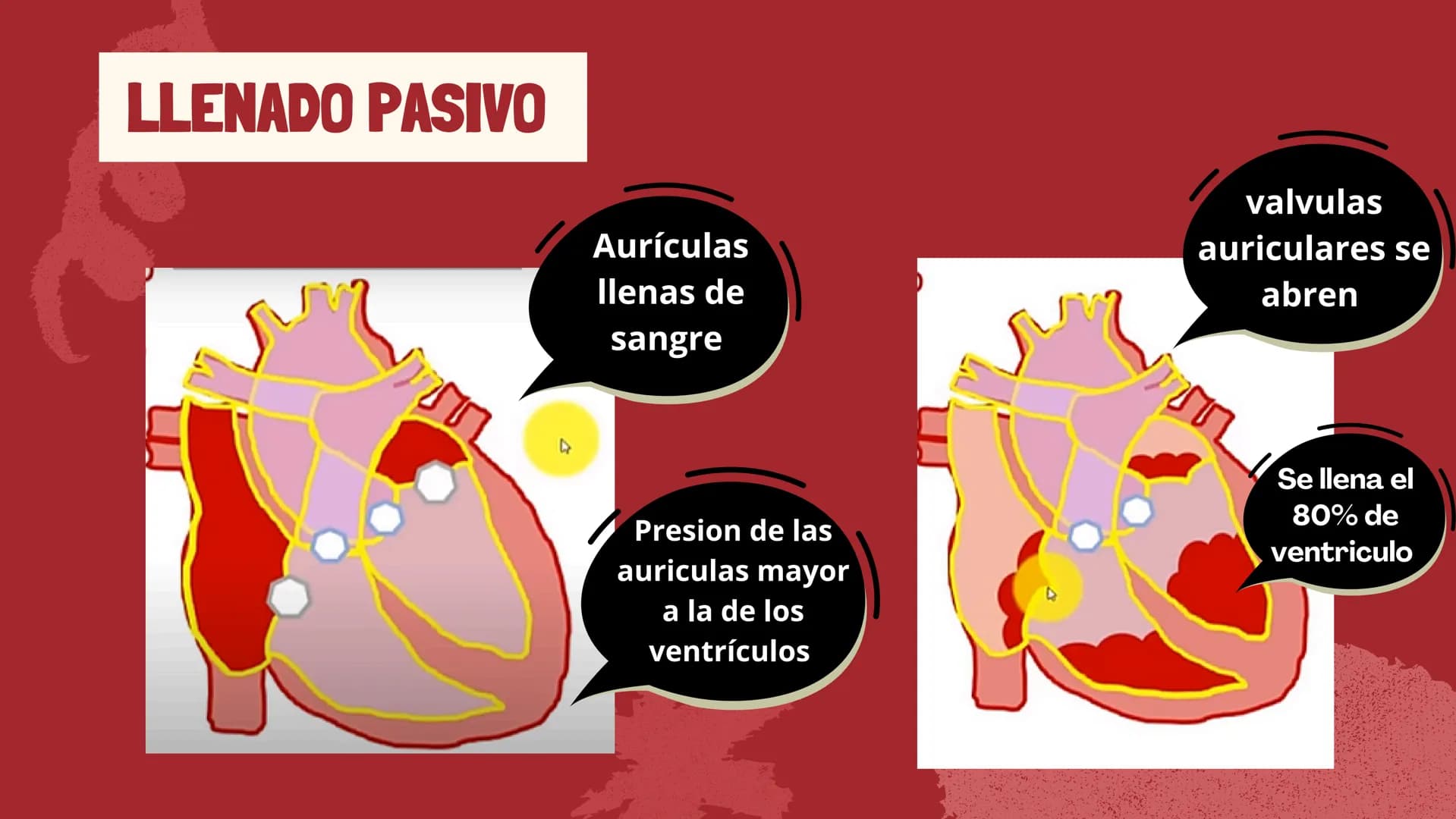 m
EL
SISTEMA
CIRCULATORIO Funciones del sistema circulatorio
• Transporte de oxígeno
•Transporte de nutrientes
•
.
• Transporte de hormonas
