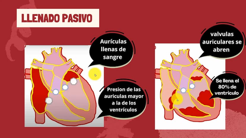 m
EL
SISTEMA
CIRCULATORIO Funciones del sistema circulatorio
• Transporte de oxígeno
•Transporte de nutrientes
•
.
• Transporte de hormonas
