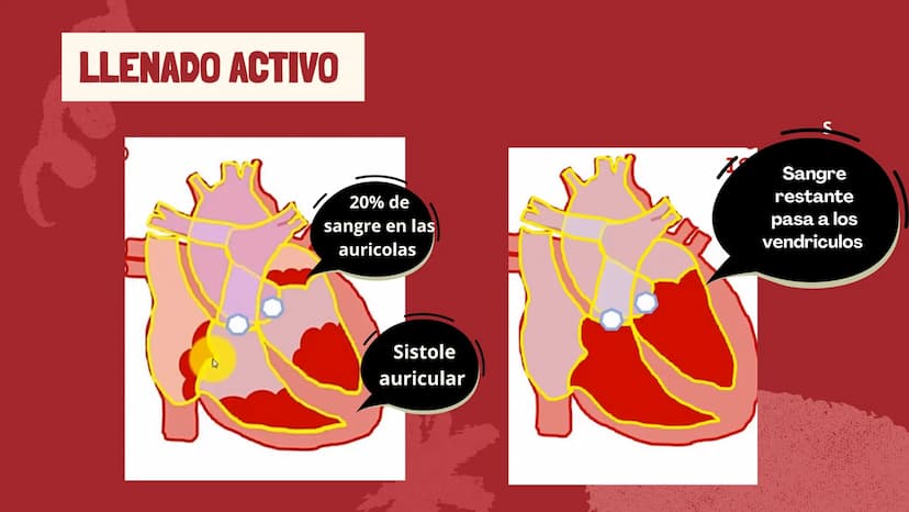 m
EL
SISTEMA
CIRCULATORIO Funciones del sistema circulatorio
• Transporte de oxígeno
•Transporte de nutrientes
•
.
• Transporte de hormonas
