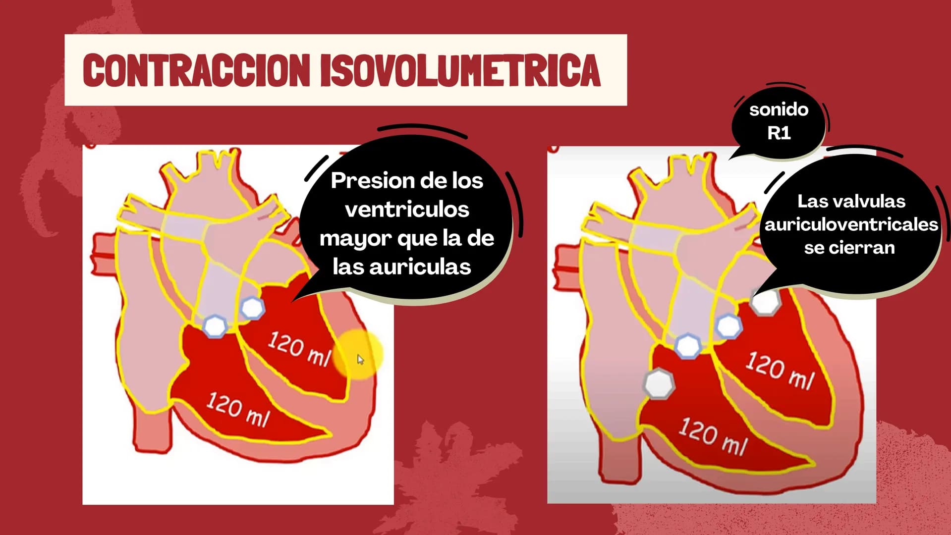 m
EL
SISTEMA
CIRCULATORIO Funciones del sistema circulatorio
• Transporte de oxígeno
•Transporte de nutrientes
•
.
• Transporte de hormonas
