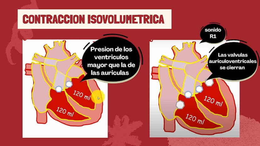m
EL
SISTEMA
CIRCULATORIO Funciones del sistema circulatorio
• Transporte de oxígeno
•Transporte de nutrientes
•
.
• Transporte de hormonas
