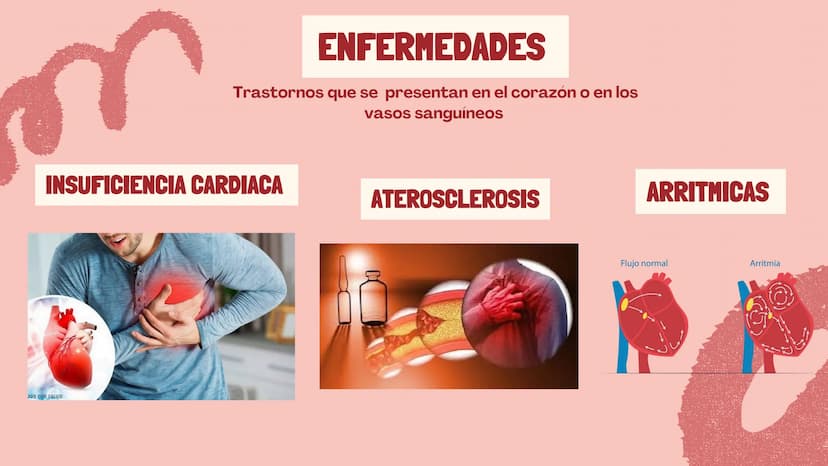 m
EL
SISTEMA
CIRCULATORIO Funciones del sistema circulatorio
• Transporte de oxígeno
•Transporte de nutrientes
•
.
• Transporte de hormonas
