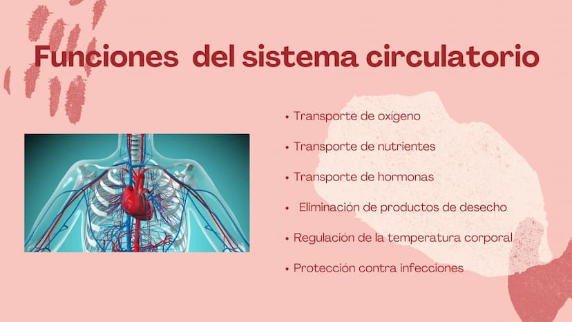 m
EL
SISTEMA
CIRCULATORIO Funciones del sistema circulatorio
• Transporte de oxígeno
•Transporte de nutrientes
•
.
• Transporte de hormonas
