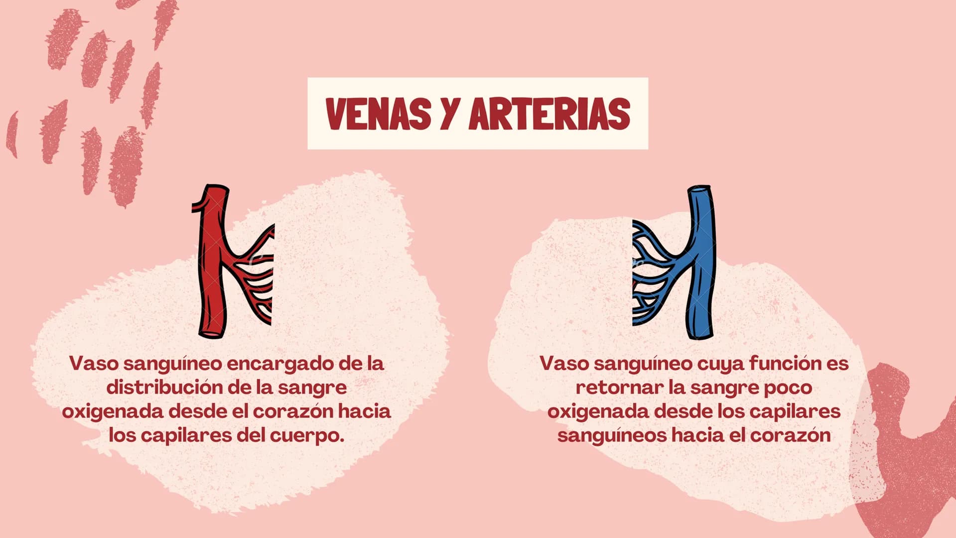 m
EL
SISTEMA
CIRCULATORIO Funciones del sistema circulatorio
• Transporte de oxígeno
•Transporte de nutrientes
•
.
• Transporte de hormonas
