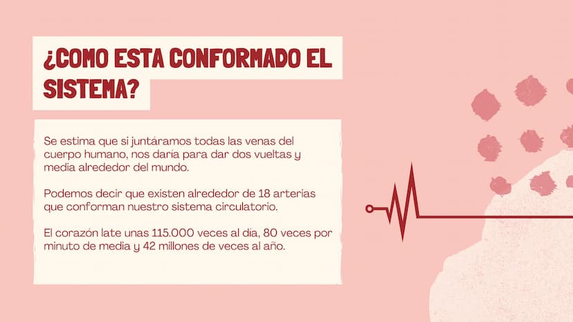 m
EL
SISTEMA
CIRCULATORIO Funciones del sistema circulatorio
• Transporte de oxígeno
•Transporte de nutrientes
•
.
• Transporte de hormonas
