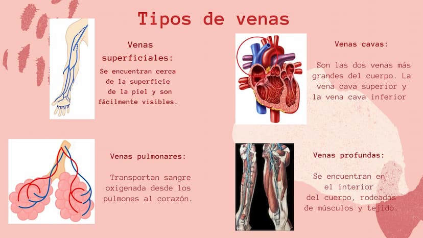 m
EL
SISTEMA
CIRCULATORIO Funciones del sistema circulatorio
• Transporte de oxígeno
•Transporte de nutrientes
•
.
• Transporte de hormonas
