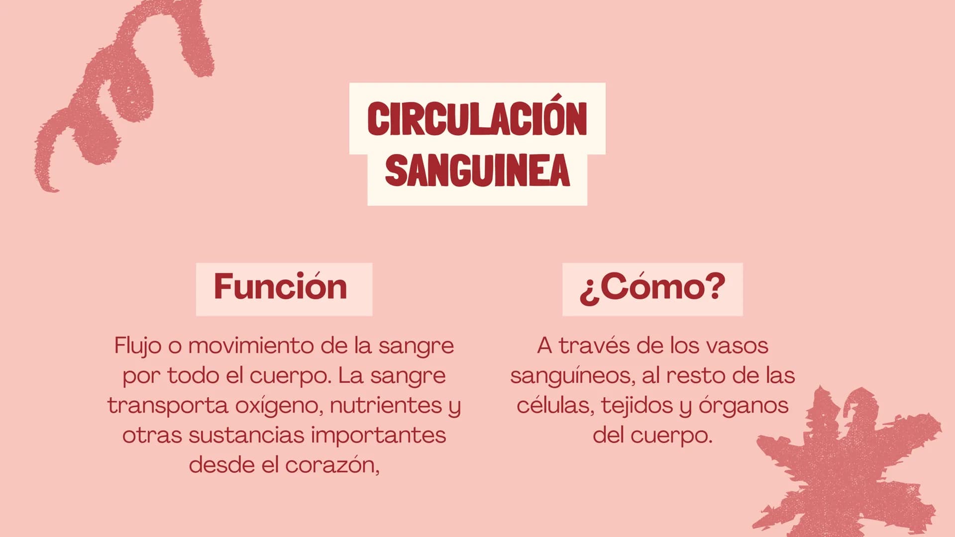 m
EL
SISTEMA
CIRCULATORIO Funciones del sistema circulatorio
• Transporte de oxígeno
•Transporte de nutrientes
•
.
• Transporte de hormonas
