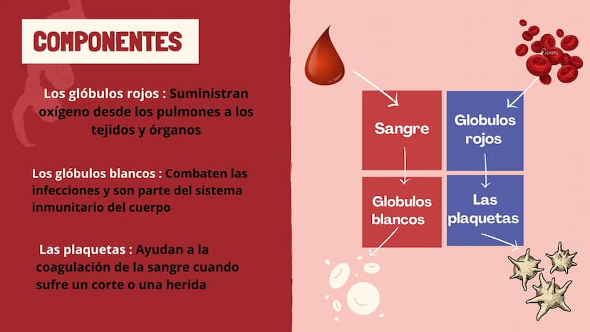 m
EL
SISTEMA
CIRCULATORIO Funciones del sistema circulatorio
• Transporte de oxígeno
•Transporte de nutrientes
•
.
• Transporte de hormonas
