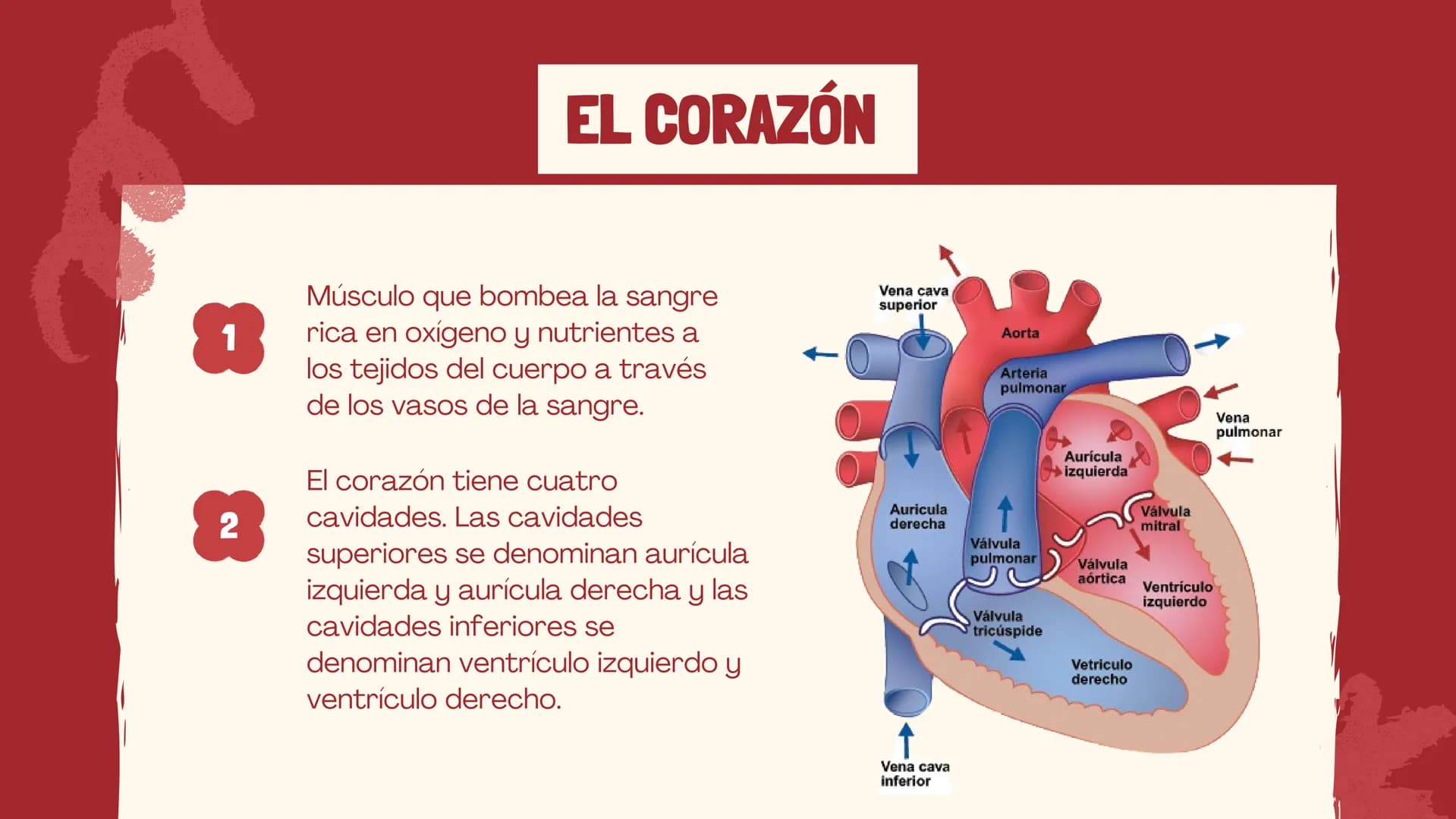 m
EL
SISTEMA
CIRCULATORIO Funciones del sistema circulatorio
• Transporte de oxígeno
•Transporte de nutrientes
•
.
• Transporte de hormonas
