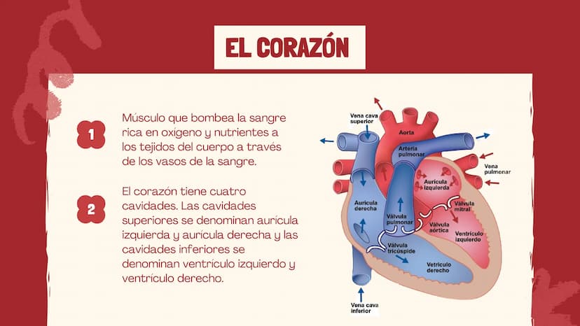 m
EL
SISTEMA
CIRCULATORIO Funciones del sistema circulatorio
• Transporte de oxígeno
•Transporte de nutrientes
•
.
• Transporte de hormonas
