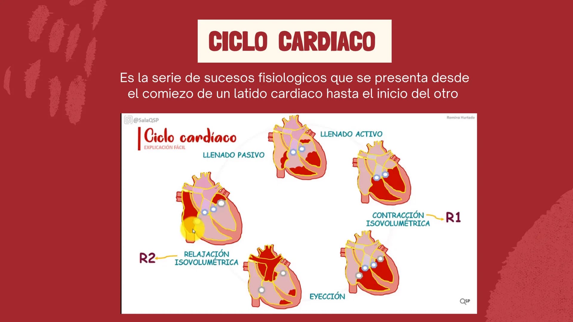 m
EL
SISTEMA
CIRCULATORIO Funciones del sistema circulatorio
• Transporte de oxígeno
•Transporte de nutrientes
•
.
• Transporte de hormonas
