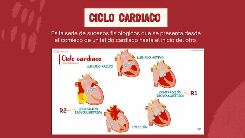 m
EL
SISTEMA
CIRCULATORIO Funciones del sistema circulatorio
• Transporte de oxígeno
•Transporte de nutrientes
•
.
• Transporte de hormonas
